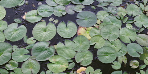fragrant waterlily (nymphaea odorata) lilypads