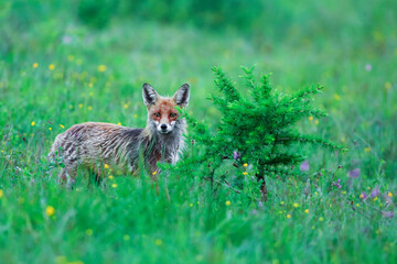 Red fox , vulpes vulpes , fox in summer on the hunt for the flowered meadow.