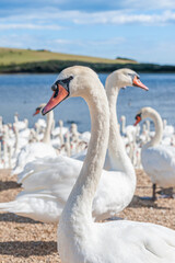 A huge flock of mute swans gather on lake. Cygnus olor.