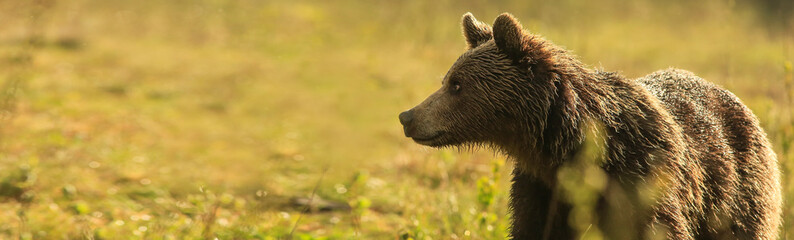 Brown Bear, (Ursus arctos), on the green meadow with copy space. Wide panoramic banner of wild...