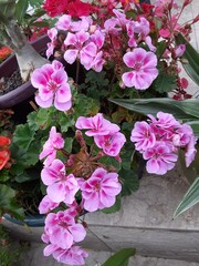 pink hydrangea flowers