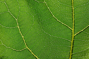A green fresh fig leaf, with a lot of structure, as a close-up and detailed shot with texture