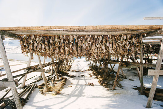 Wind-dried fish drying station in Iceland