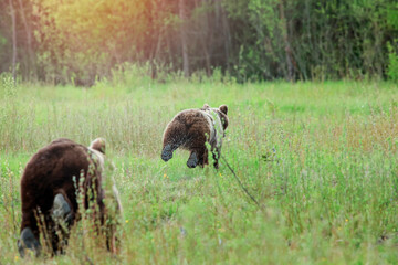 Two brown bears run down a wet meadow before the danger. Detail on spraying water from the legs.