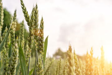 Field farm wheat landscape. Bread rye green grain on golden sky sunset. Agriculture harvest with cereal plant crop background. © Maksym