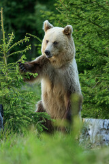 Fototapeta premium European Brown bear (Ursus arctor) in the forest stands on the hind legs. On the Spring .