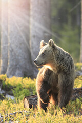 Fototapeta na wymiar European brown bear ((Ursus arctos) walking in forest habitat. Wildliffe photography in the slovak country (Tatry)
