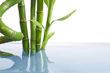 Bamboo branches in water on white background