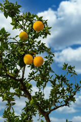 A branch of an orange tree with ripe oranges against a cloudy sky.