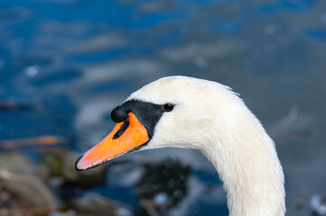 A close-up at beautiful and long swan neck. Mute swan. Cygnus olor.