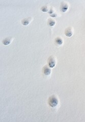 cat footmarks in the snow