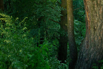 Obraz premium mysterious dark forest at sunset