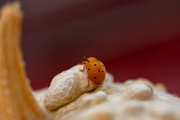 Detail of an orange ladybug walking on a dry pumpkin