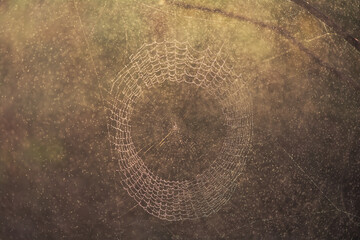 Spiderweb covered with dew