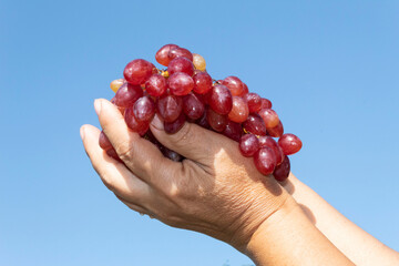 Against the background of the blue sky, in two palms, there is a large bunch of ripe red grapes with water drops..