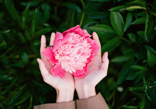 Peony in hands