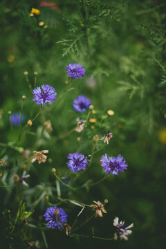 High angle view of violet wildflowers in bloom