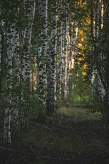 Birch grove in the evening sunset light