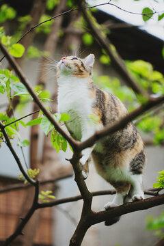 Tabby cat climbing tree and looking up