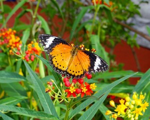 Cethosia cyane - The leopard lacewing butterfly at Stratford Butterfly Farm, UK