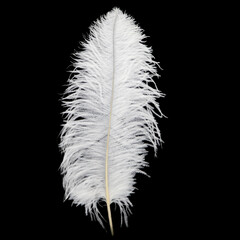 White fluffy ostrich feather on black background