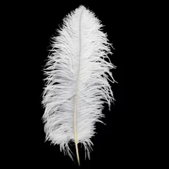Fotobehang White fluffy ostrich feather on black background © Михаил Макаренко