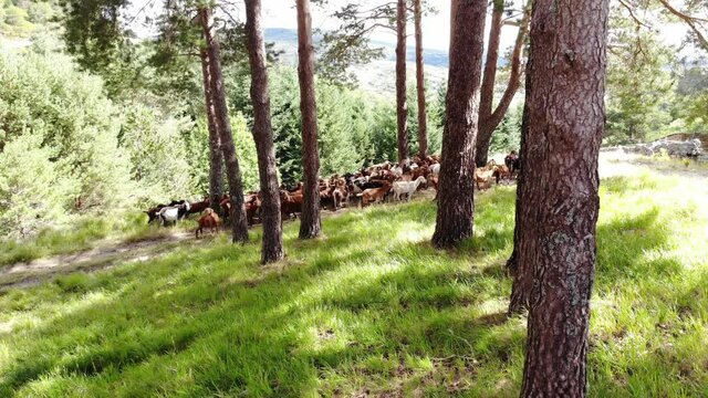 cabras 