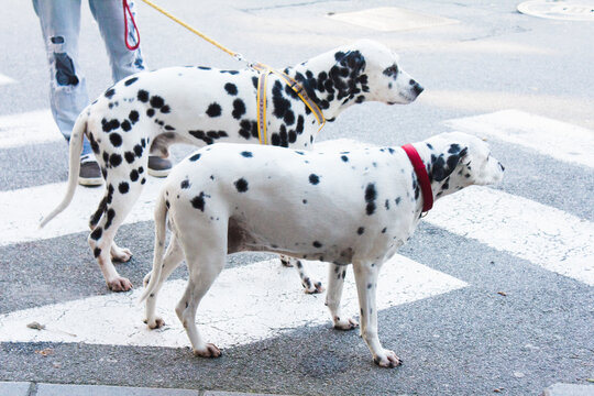 Two Dalmatian dogs and the owner walk crossing the road together