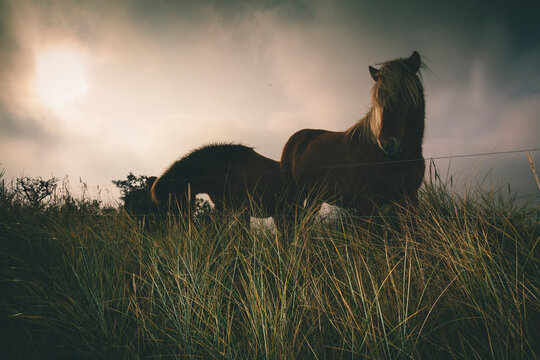 Iceland horses in dramatic landscape in Denmark