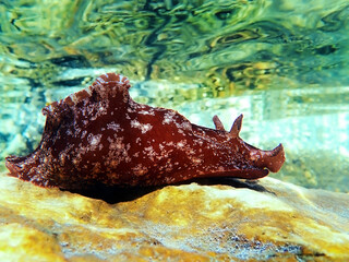Underwater shot on large sea hare in Mediterranean sea (Aplysia punctata)	