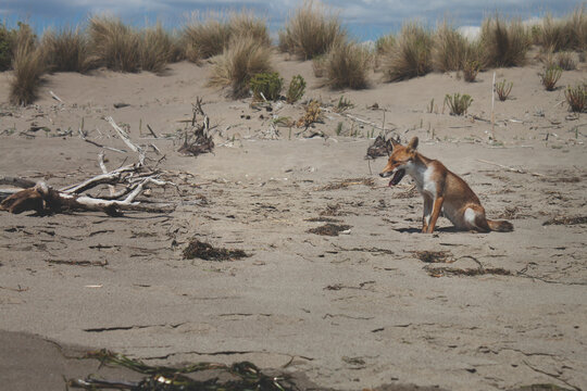 Fox sitting on the beach
