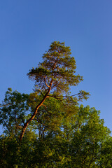 Pine tree in the last sunlight during sunset