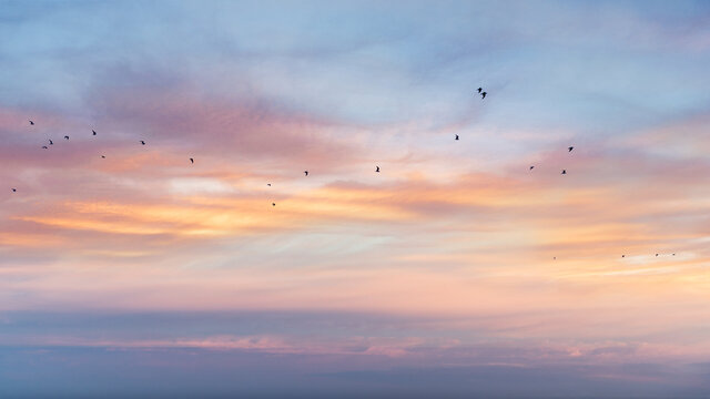 Birds flying across morning sky