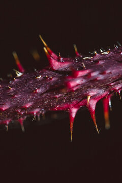 Branch of thorns