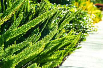 夕方のアスパラガスシダ（Asparagus densiflorus 'Myersii'）