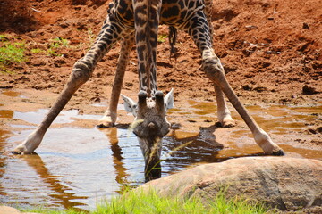A giraffe pausing to drink water.