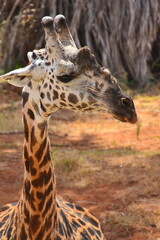 Closeup of a giraffe as it looks around.