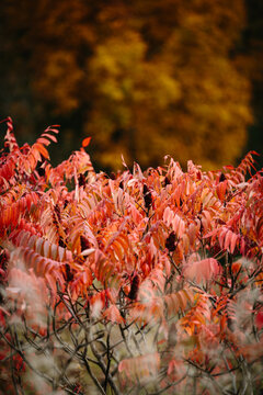 Prince Edward County in autumn