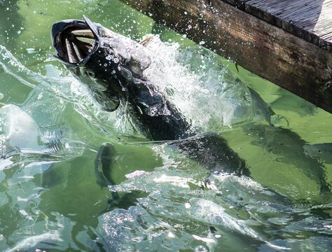 Fish jumping out of water