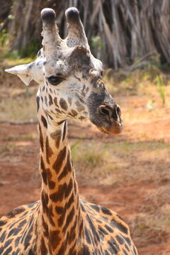 Closeup of a giraffe as it looks around.