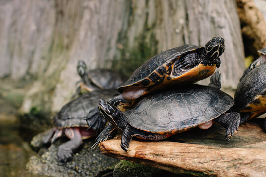 Painted turtles gathered on log