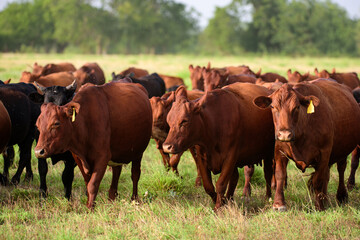 Obraz premium Dairy cow grazing in a field. Herd of cows grazing in a pasture in summer. Cattle farming, breeding, milk and meat production concept. Cows on a summer pasture.