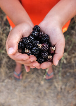 Child picking blackberries in the forest