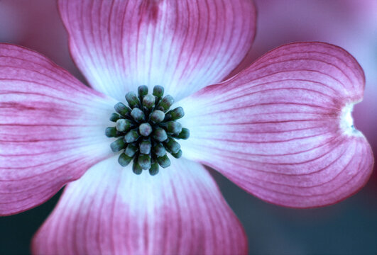 closeup macro of flowering dogwood (Cornus florida) pin and white blossom bloom