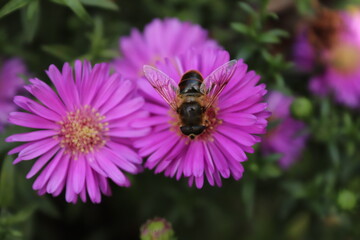 Abeille sur une fleur 