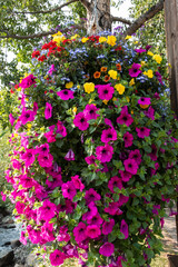 Fototapeta na wymiar Hanging Basket Full of Colorful Flowers 