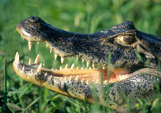 telephoto closeup of a young black caiman (Melanosuchus niger) Esteros del Ibera Argentina