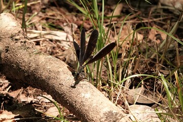 神の使いと言われるトンボ　その２
