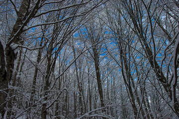 Trees in forest covered with snow