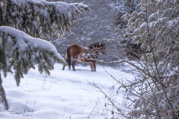 Horse in forest in winter